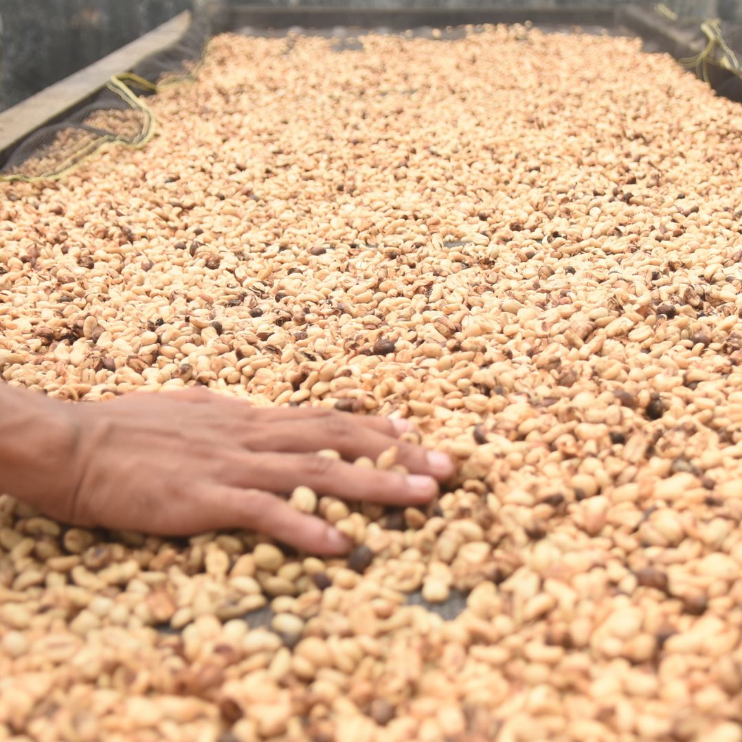 Parchment coffee being spread by hand on a drying bed