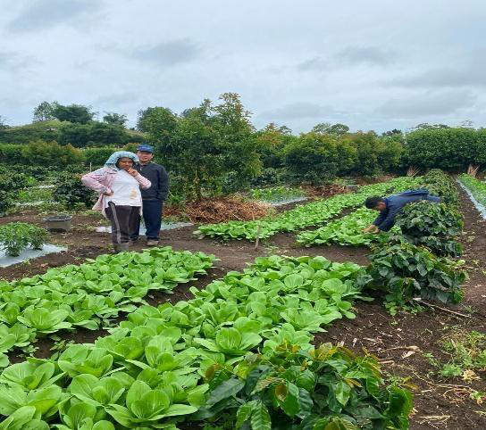 Farmers standing among crop rows and coffee plants at the Kabanjahe farm