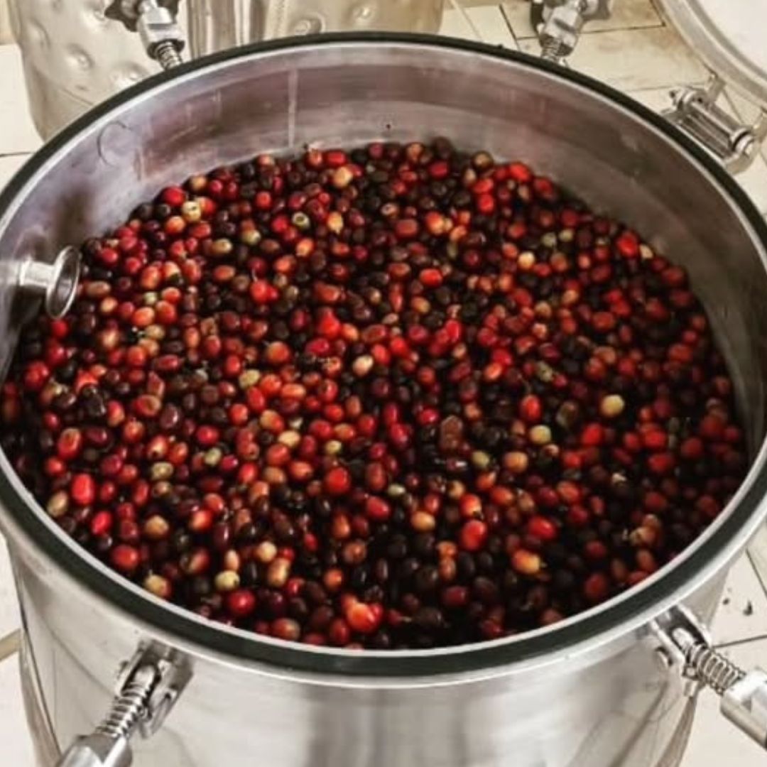 Coffee cherries fermenting in a stainless steel tank at the Simalem mill